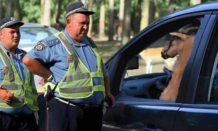 Acid Picdump (90 pics)