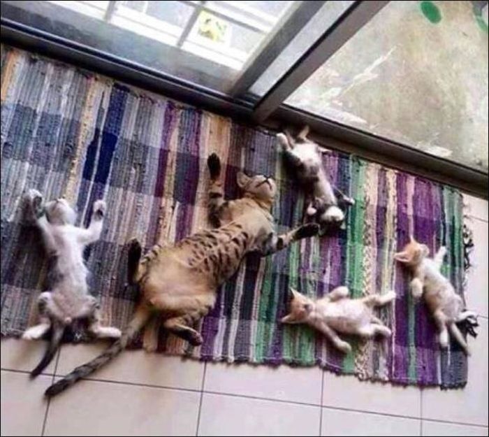 Acid Picdump (90 pics)