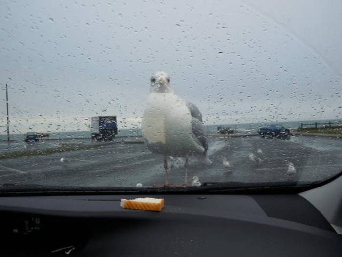 Acid Picdump (90 pics)