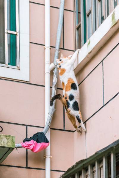 Acid Picdump (90 pics)
