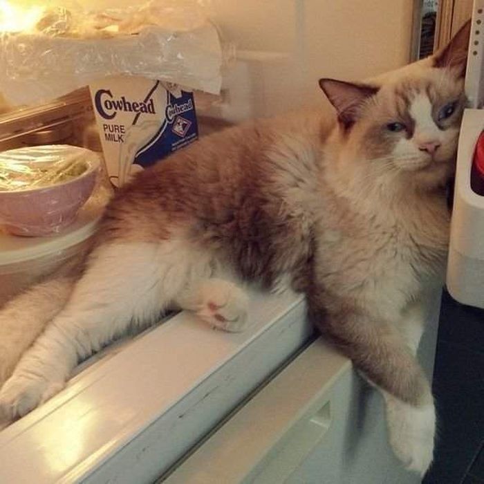 Animals Find Funny Ways To Stay Cool (22 pics)