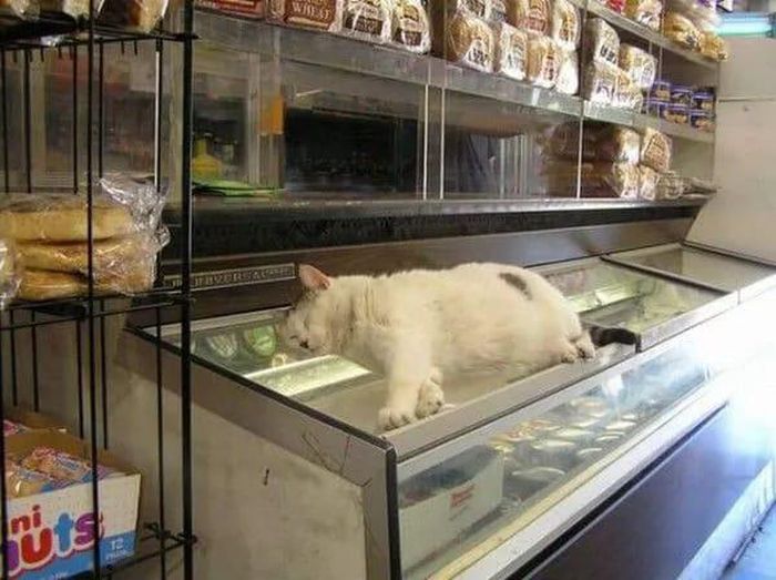 Animals Find Funny Ways To Stay Cool (22 pics)