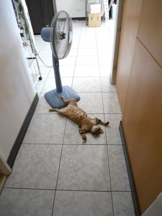 Animals Find Funny Ways To Stay Cool (22 pics)