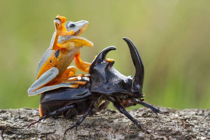 Acid Picdump (108 pics)