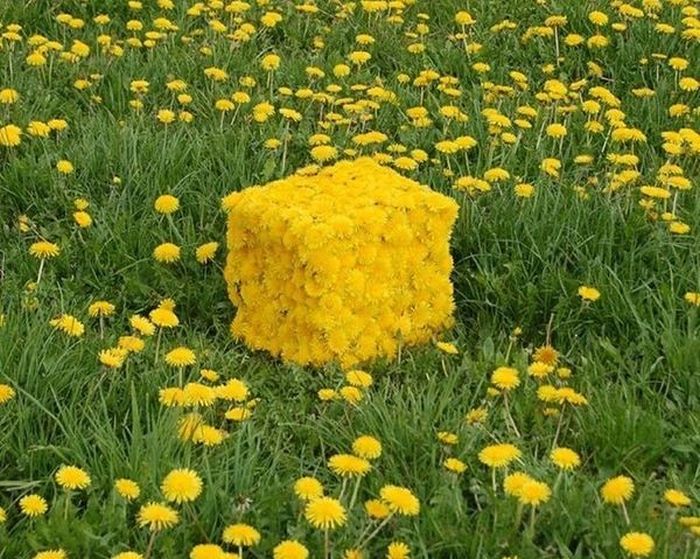 Acid Picdump (108 pics)