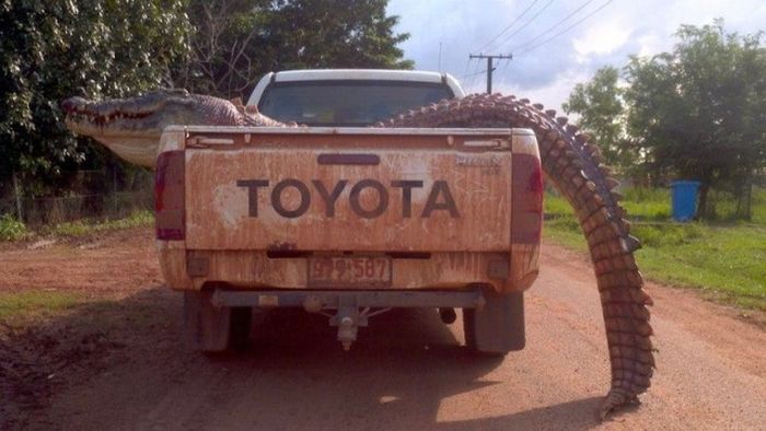 More Proof That Australia Is A Deadly Continent (15 pics)