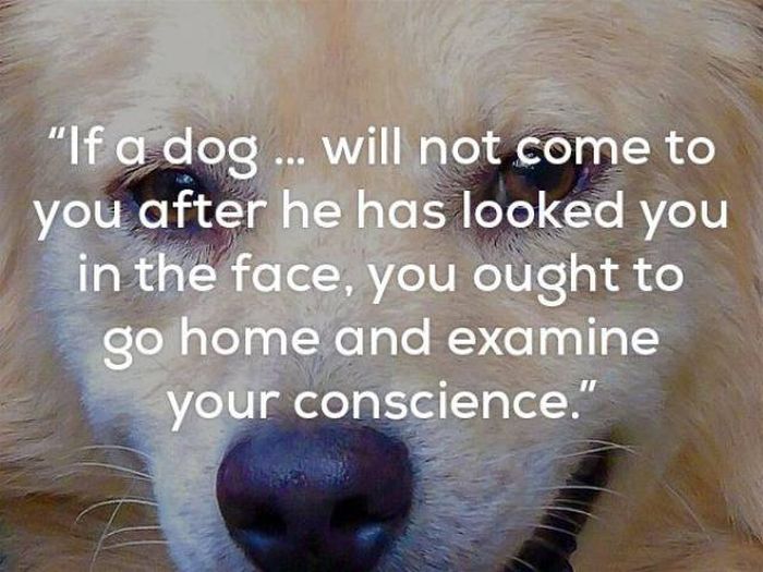 Just In Case You Needed More Proof That Dogs Are Man’s Best Friend (25 pics)