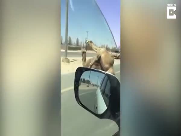 Two Camels Cause Massive Traffic Jam Mating In Middle Of Motorway In Dubai