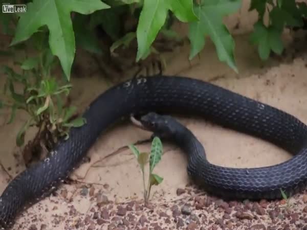 Snake Swallowed Another Snake