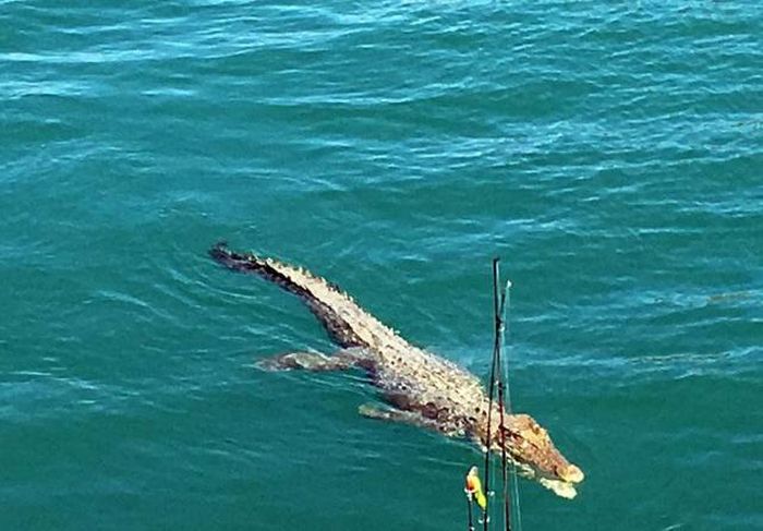 Deadly Creatures Welcome Couple To Australia (6 pics)