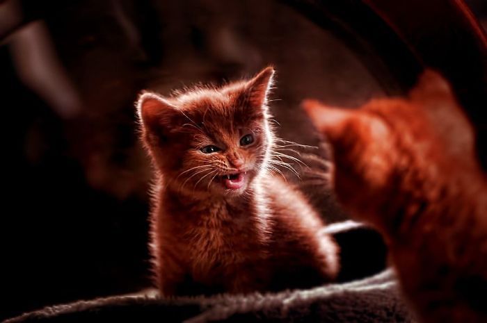 These Angry Kittens Demand To Be Taken Seriously (25 pics)
