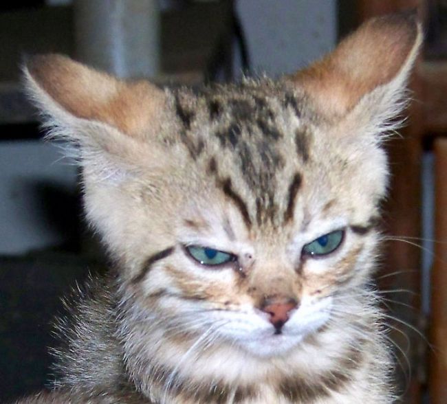 These Angry Kittens Demand To Be Taken Seriously (25 pics)