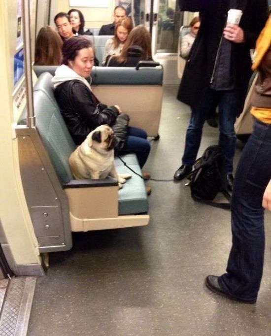 Weird Sights And Scenes From Public Transit (21 pics)
