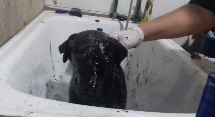 Rescued Puppy Gets A Much Needed Bath (8 pics)