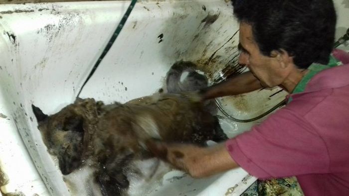 Rescued Puppy Gets A Much Needed Bath (8 pics)