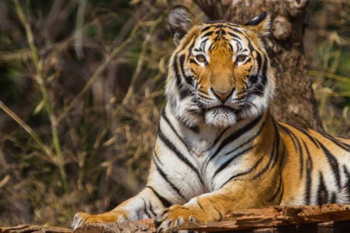 This Is What's Hidden Under Tiger’s Striped Fur (9 pics)