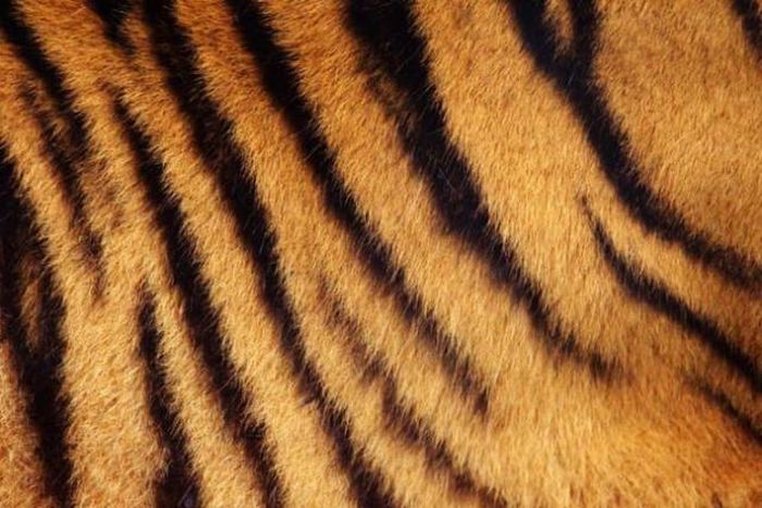 This Is What's Hidden Under Tiger’s Striped Fur (9 pics)