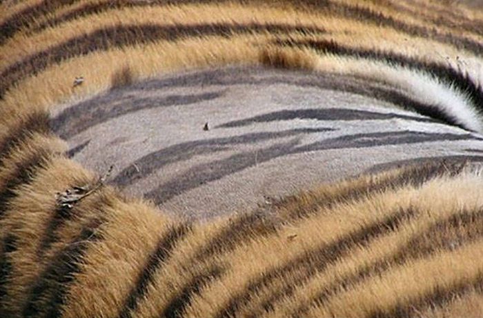 This Is What's Hidden Under Tiger’s Striped Fur (9 pics)