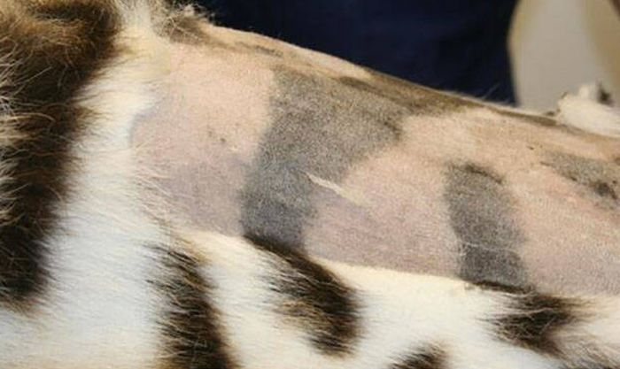 This Is What's Hidden Under Tiger’s Striped Fur (9 pics)