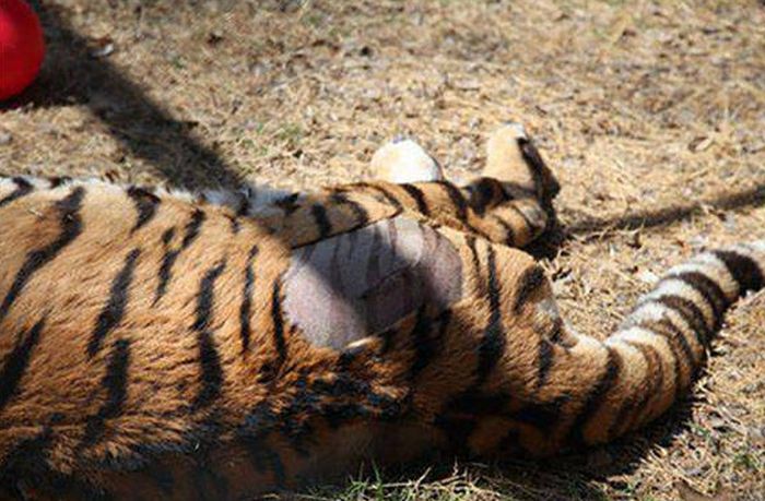 This Is What's Hidden Under Tiger’s Striped Fur (9 pics)