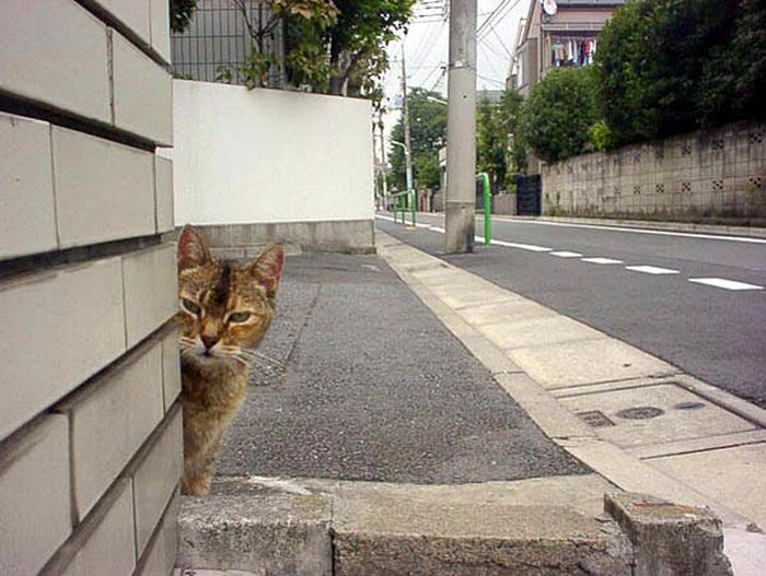 Cats On The Hunt (20 pics)