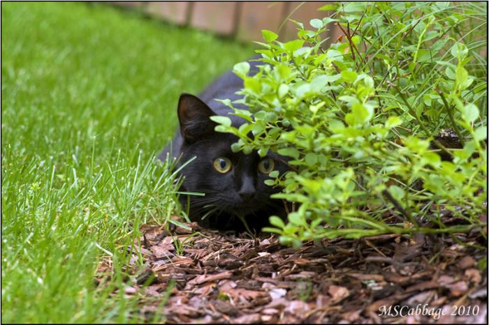 Cats On The Hunt (20 pics)