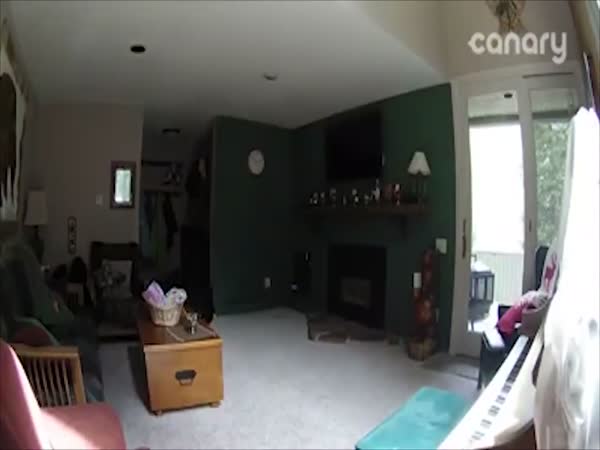Piano Playing Bear Breaks Into Home