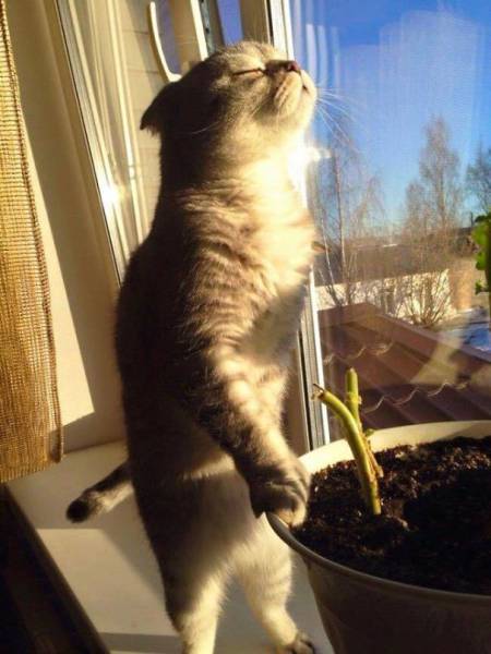 The Sun Is The Only Thing Cats Love More Than Satan (50 pics)