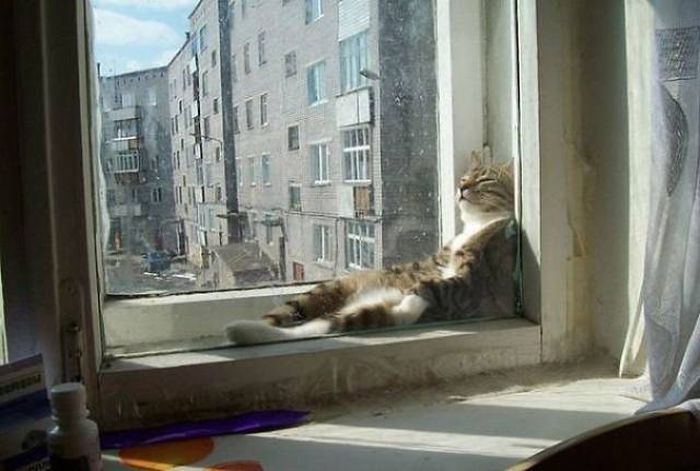 The Sun Is The Only Thing Cats Love More Than Satan (50 pics)