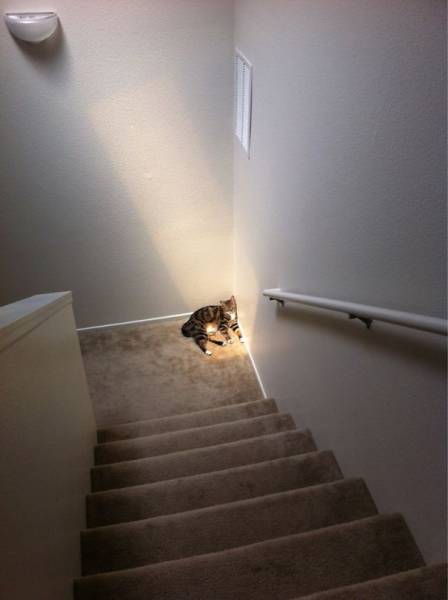 The Sun Is The Only Thing Cats Love More Than Satan (50 pics)