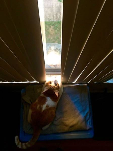 The Sun Is The Only Thing Cats Love More Than Satan (50 pics)
