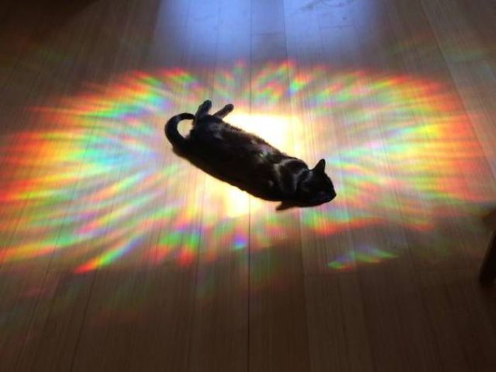 The Sun Is The Only Thing Cats Love More Than Satan (50 pics)