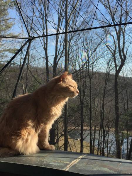The Sun Is The Only Thing Cats Love More Than Satan (50 pics)