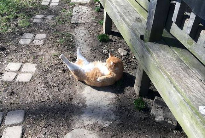 The Sun Is The Only Thing Cats Love More Than Satan (50 pics)