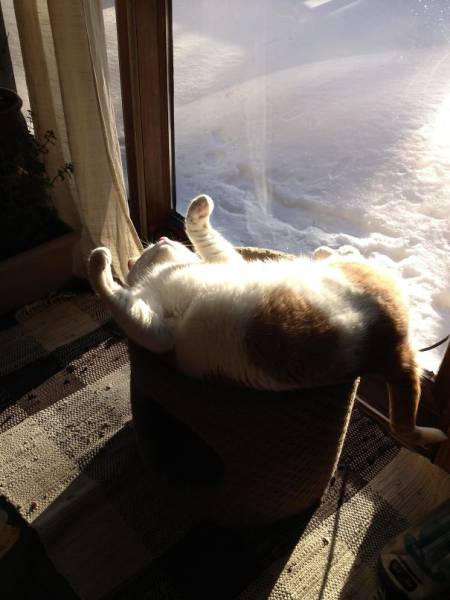 The Sun Is The Only Thing Cats Love More Than Satan (50 pics)