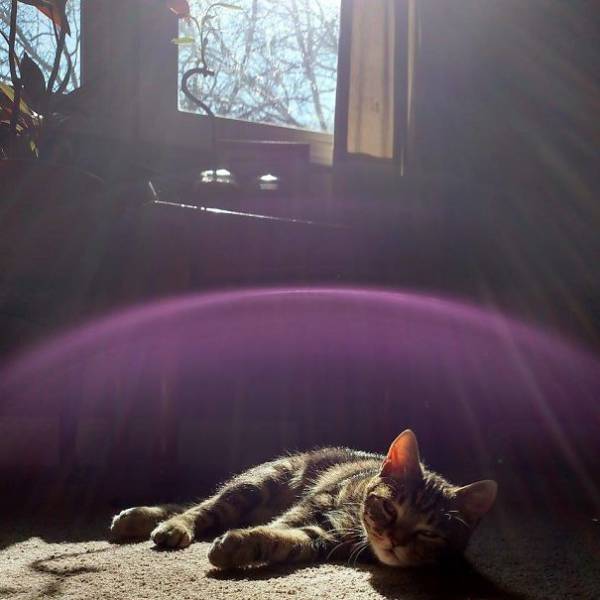 The Sun Is The Only Thing Cats Love More Than Satan (50 pics)