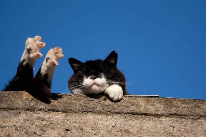 The Sun Is The Only Thing Cats Love More Than Satan (50 pics)
