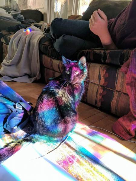 The Sun Is The Only Thing Cats Love More Than Satan (50 pics)