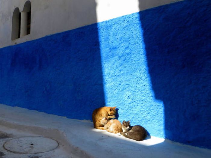 The Sun Is The Only Thing Cats Love More Than Satan (50 pics)