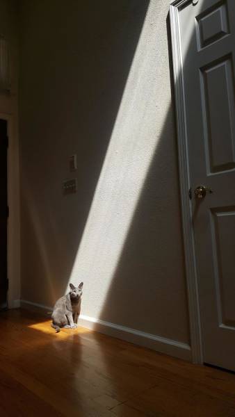 The Sun Is The Only Thing Cats Love More Than Satan (50 pics)