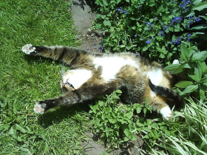 The Sun Is The Only Thing Cats Love More Than Satan (50 pics)