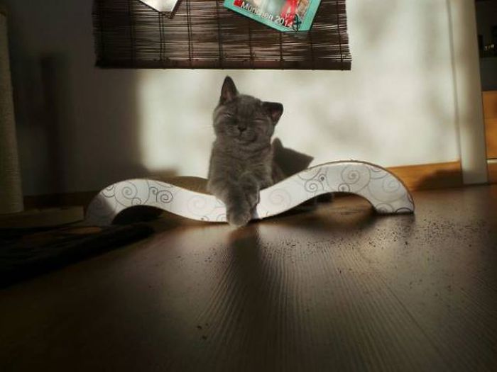 The Sun Is The Only Thing Cats Love More Than Satan (50 pics)