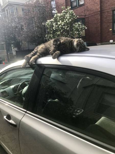 The Sun Is The Only Thing Cats Love More Than Satan (50 pics)