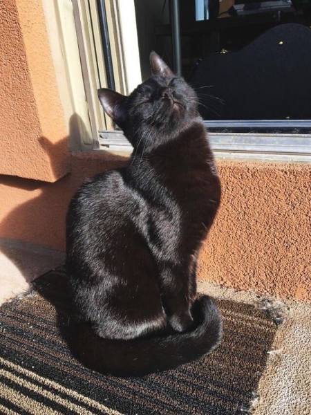 The Sun Is The Only Thing Cats Love More Than Satan (50 pics)