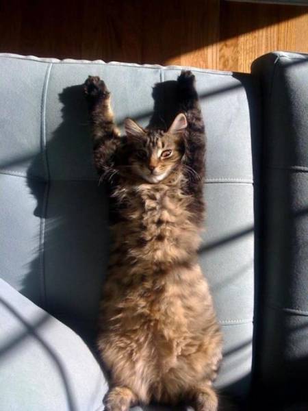 The Sun Is The Only Thing Cats Love More Than Satan (50 pics)
