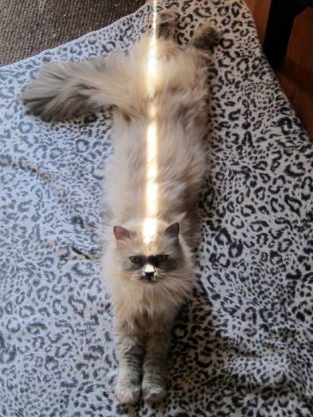 The Sun Is The Only Thing Cats Love More Than Satan (50 pics)