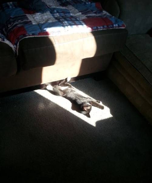 The Sun Is The Only Thing Cats Love More Than Satan (50 pics)