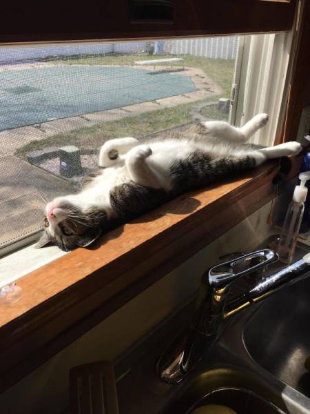 The Sun Is The Only Thing Cats Love More Than Satan (50 pics)
