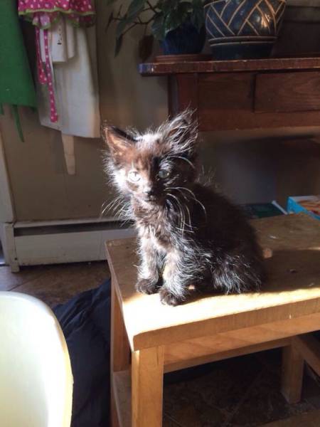 The Sun Is The Only Thing Cats Love More Than Satan (50 pics)