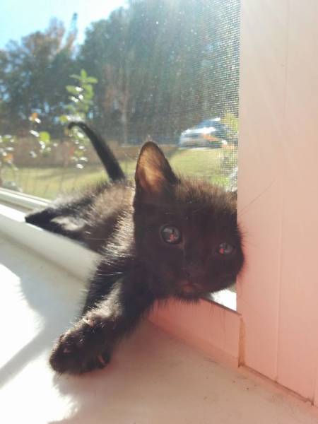 The Sun Is The Only Thing Cats Love More Than Satan (50 pics)